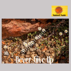 Flowers in the Rocks, Never give up - AS Colour Womens Supply Hood Design