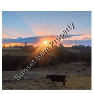 Sunset Cow - Tea Towel Design