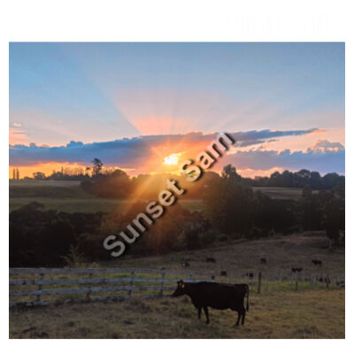 Sunset Cow - Tea Towel Design