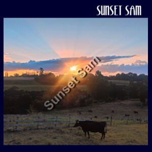 Sunset Cow - Apron Design