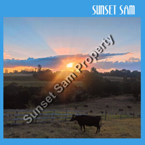 Sunset Cow - Tote Bag Design