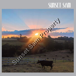 Sunset Cow - AS Colour Womens Saturday Dress Design
