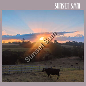 Sunset Cow - AS Colour Womens Classic Longsleeve Tee Design