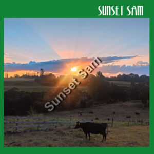 Sunset Cow - Cloke Womens Origin Hoodie Design