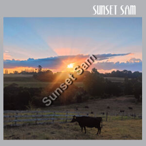 Sunset Cow - AS Colour Womens Stencil Half Zip Design