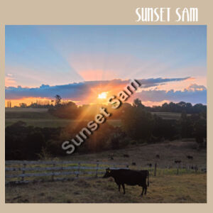 Sunset Cow - AS Colour Women's Relax Crop Crew Design