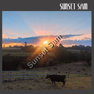 Sunset Cow - AS Colour Women's Faded Relax Crew Design