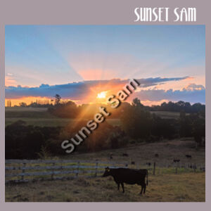 Sunset Cow - AS Colour Women's Relax Crew Design