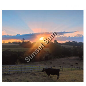 Sunset Cow - AS Colour Womens Maple Tank Design