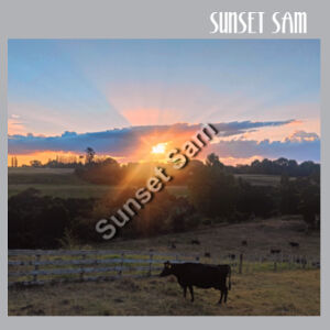 Sunset Cow - AS Colour Womens Yes Racerback Singlet Design