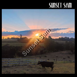 Sunset Cow - AS Colour Womens Mali Racerback Singlet Design