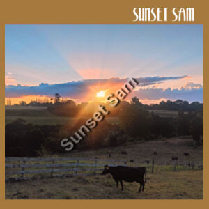 Sunset Cow - AS Colour Womens Sunday Singlet Design