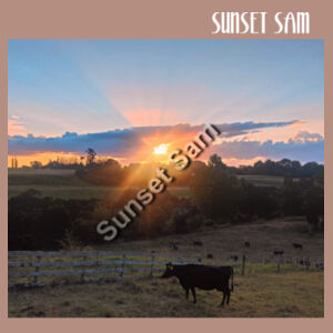 Sunset Cow - AS Colour Womens Upside Tank Design