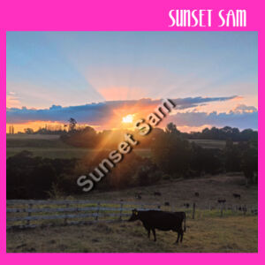 Sunset Cow - JB's Ladies Tee Design