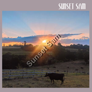 Sunset Cow - AS Colour Womens Crop Tee Design
