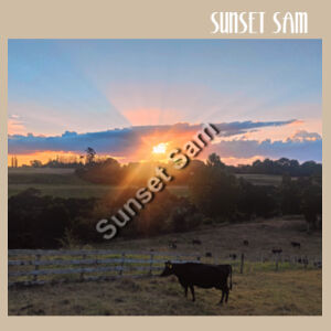 Sunset Cow - AS Colour Womens Maple Curve Tee Design