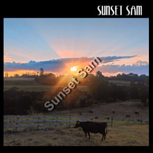 Sunset Cow - AS Colour Womens Maple Scoop Tee Design