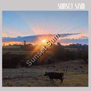 Sunset Cow - AS Colour Womens Supply Hood Design