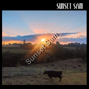 Sunset Cow - AS Colour Womens Supply Crew Design