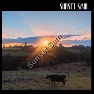 Sunset Cow - Thread Project Womens Jazz Scoop Neck Tee Design