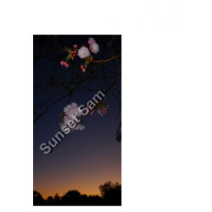 Cherry blosssoms  night sky, front - AS Colour Womens Martina Tank Design