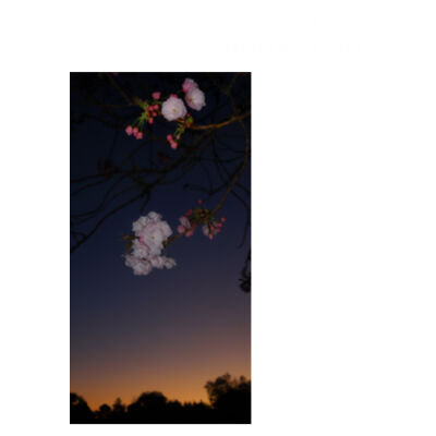 Cherry blosssoms  night sky, front - AS Colour Womens Martina Tank Design