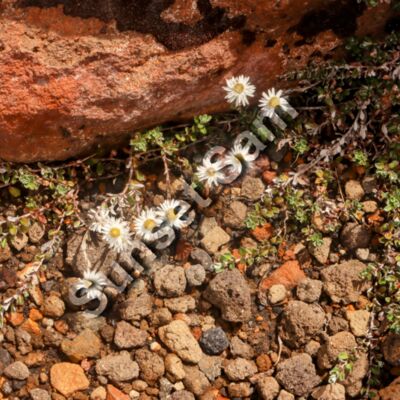 Flowers in stones Thumbnail