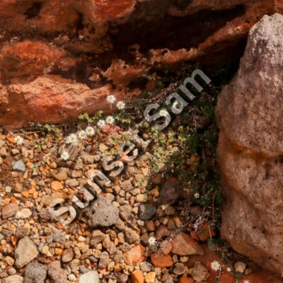 Rock flowers Thumbnail