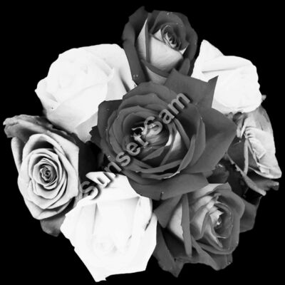 Black and white roses Thumbnail