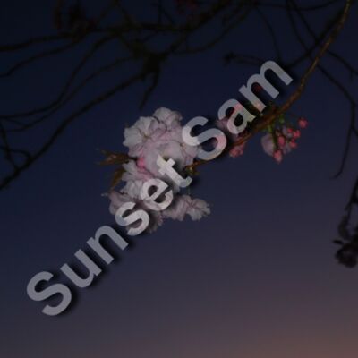 Cherry flowers at night sky Thumbnail