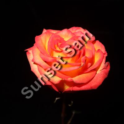 Rose yellow red Thumbnail